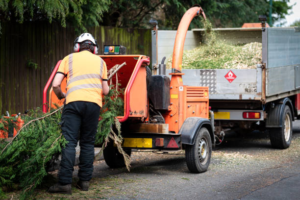 How Our Tree Care Process Works  in  Belcourt, ND